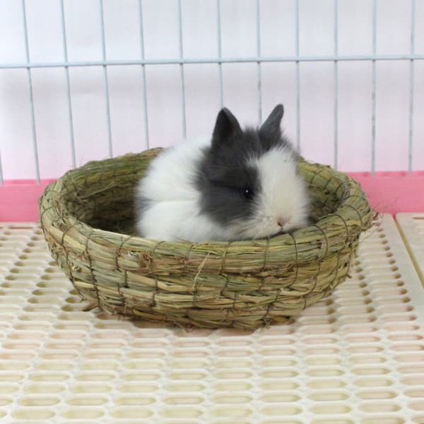 Grästuggmatta Hamsterhus Marsvin Bur Säng Hus Pad Husdjur A