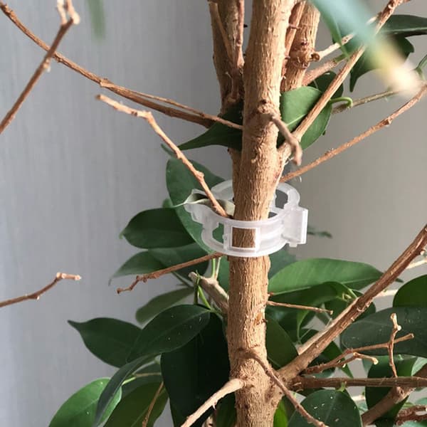 50st Trellis Tomato Clips Supports Connects s Vegetable Fasten