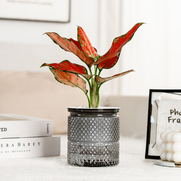 Självbevattnande blomkruka inomhus Succulent Hydroponic s Pot Mini C