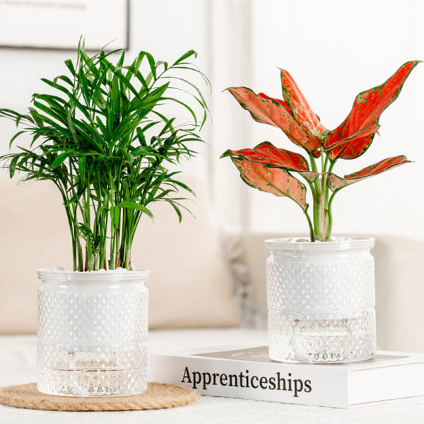 Självbevattnande blomkruka inomhus Succulent Hydroponic s Pot Mini C