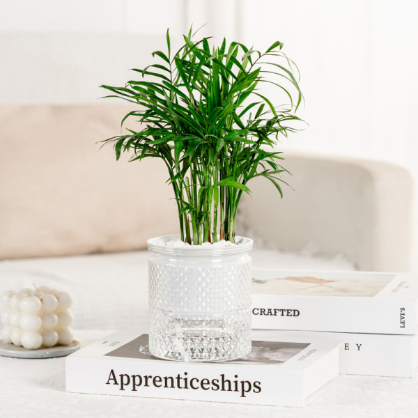 Självbevattnande blomkruka inomhus Succulent Hydroponic s Pot Mini C