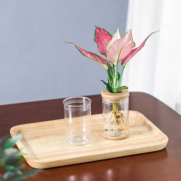 Lazy Transparent Blomkruka Hydroponic Automatic Water Absorptio B