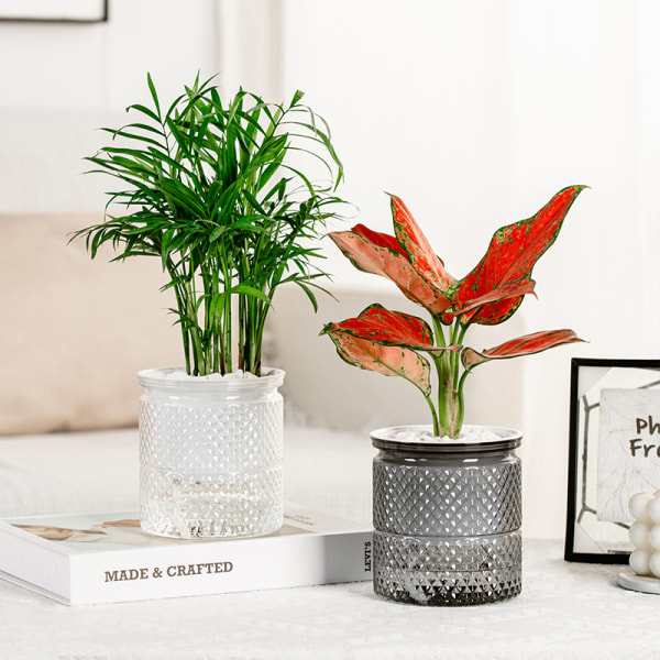 Självbevattnande blomkruka inomhus Succulent Hydroponic s Pot Mini C