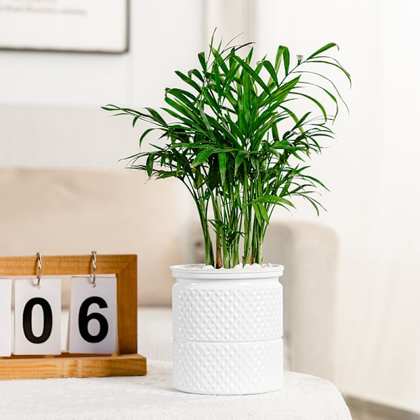 Självbevattnande blomkruka inomhus Succulent Hydroponic s Pot Mini B