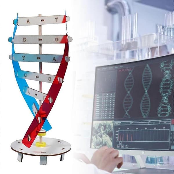 Videnskabeligt undervisningsinstrument Legetøj Human Gen Learning Model til DNA-samling[D]