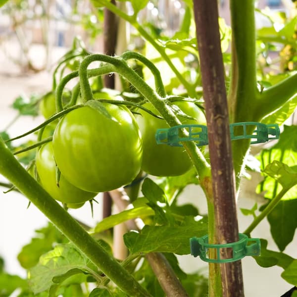 300 st växtklämmor, tomatklämmor, spaljéklämmor, för gurkblomma, squash, vinranka
