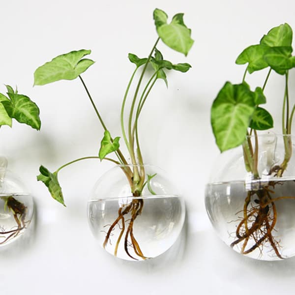 Väggmonterad Glasblomvas Transparent Design Halvrund Vas För Hemmakontor Vardagsrum 10cm