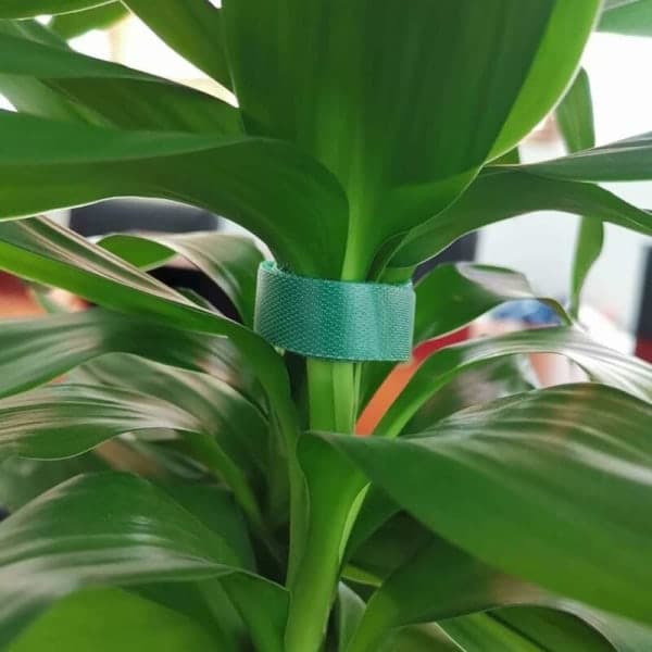 Grønne 2 ruller genanvendelige nylon velcro stropper til haveplanter, til
