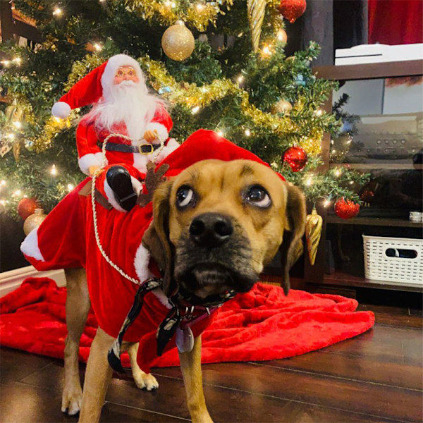 Julekostume til Hunde - Santa Hesterytter Kostume