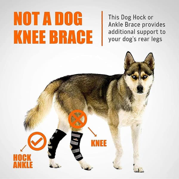 Par Hund Bakben Stöd Skydd Bakre Språngled med Säkerhetsreflexband för Ledskada Vrickningsskydd XL