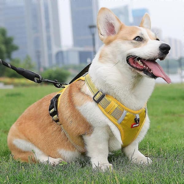 Hundsele med kontrollhandtag och reflexväst