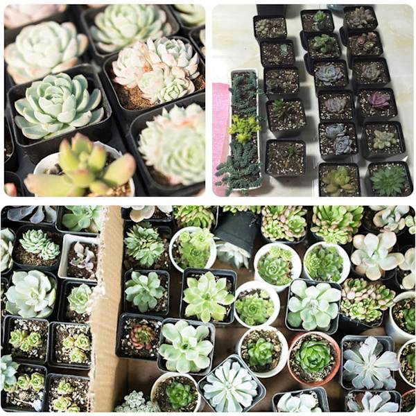 Plastik Firkantede Plantepotter 7cm 50 Stk Sukkulenter Plantepotte Børnehavepotter til Blomsterstart Frøplante, Frøpotte Blomst Plantebeholder