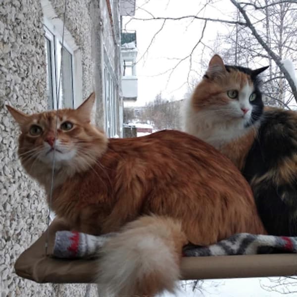 Kattfönsterbräda, Sugproppar, Hängmatta för katter, Avkoppling, Klösning