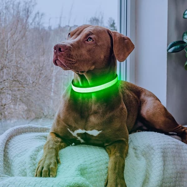 LED, hundehalsbånd - Genopladeligt justerbart lyshalsbånd til hunde
