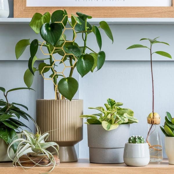 4-pack metallväxtstöd – Guldklätterstöd i bikakemönster för krukväxter, blommor & klätterväxter_TF_TF