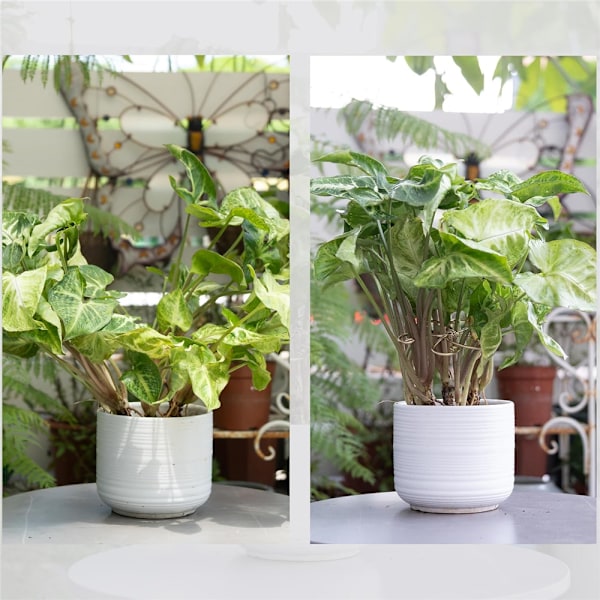 5 st Växtstöd, blomstöd, klätterställning, blomrankstöd, trädgårdsstativ 5PCS