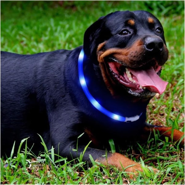 CDQ LED-hundhalsband, USB uppladdningsbart Light Up Pet Safety-halsband med 3 lysande lägen