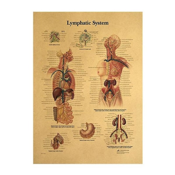 Mänsklig struktur Skelett nervsystemet Poster-lymfatiska systemet