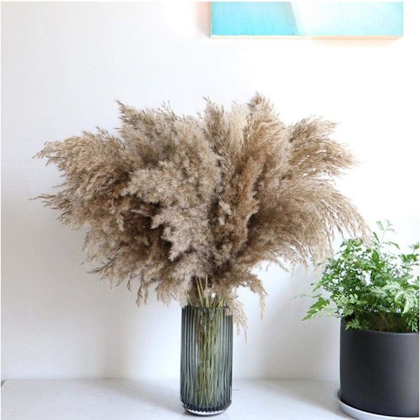 Pampasgress, 20 stk, 60 cm, naturlig tørket, bryllup, trendy
