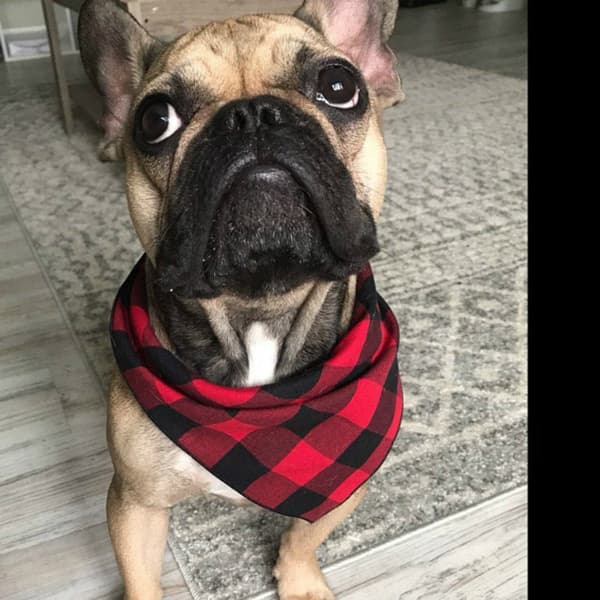 Dog Bandana - Cooling - Adjustable - Dog Scarf - Triangular - Bibs - Pet - Scarf