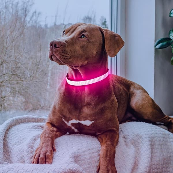 LED Dog Collar - Rechargeable Adjustable Light Collar for Dogs