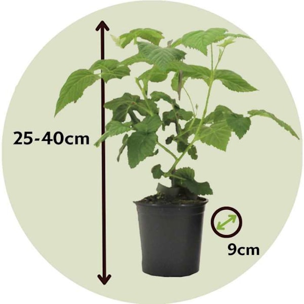 Taybär - Set med 3 - Rubus 'Tayberry' - Höjd 25-40cm - d9cm