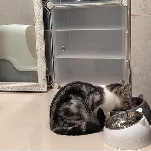 Kattehovedformede kæledyrsskåle sæt med 2 - 200 ml - Rustfrit stål - Sort/hvid - Til kat og hund - Vand/mad