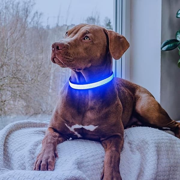 LED Dog Collar - Rechargeable Illuminated Collar USB - Strong Light for Night Walks