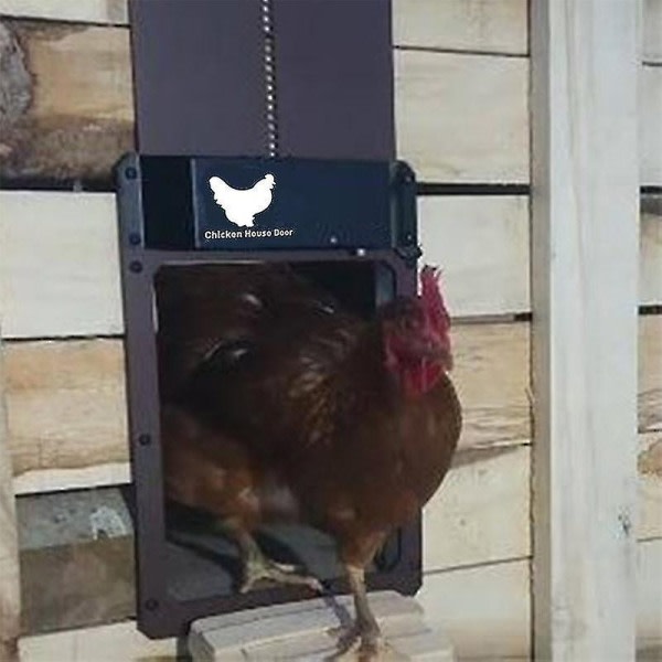 Automatisk hönshusdörr Run Chicken - Vattentät, batteridriven - Perfekt