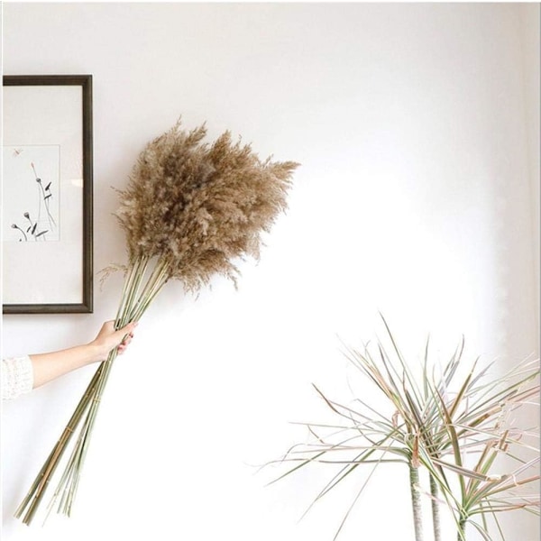 Pampasgræs, 20 stk, 60 cm, naturligt tørret, bryllup, trendy