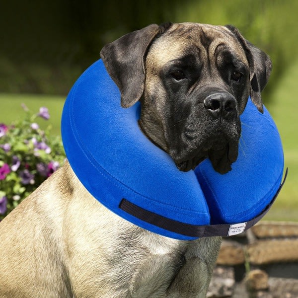 CDQ Skyddande oppblåsbart halsband for hundar og katter - Mjukt återvinningshalsband for husdjur blockerar inte synen Elektronisk halsband (XL, blå)