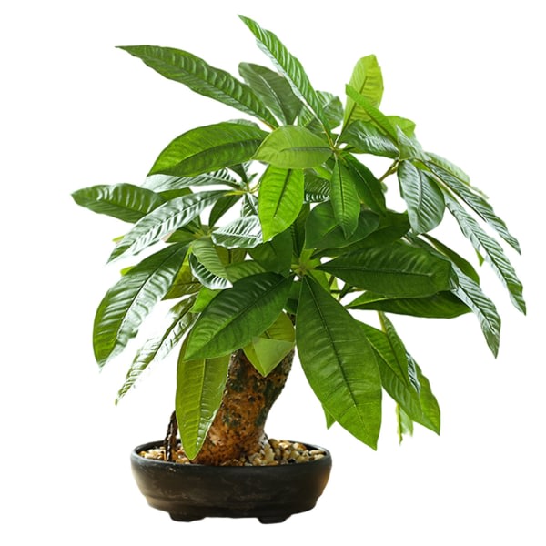 CDQ Simulering af store bonsai, grønne planter, bonsai, kreative hem