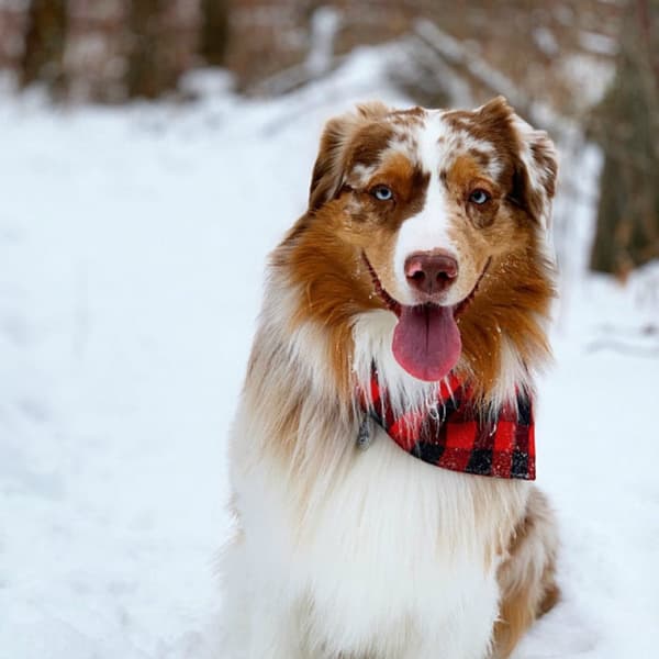 Dog Bandana - Cooling - Adjustable - Dog Scarf - Triangular - Bibs - Pet - Scarf