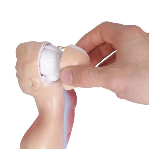 Unisex ihmiskehon malli Anatomia Anatomian malli Sisäelimet A 28CM