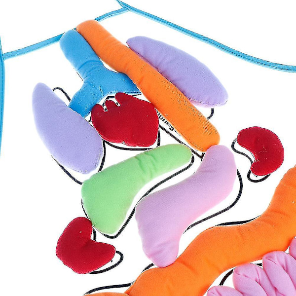 Anatomisk forklé Menneskelige kroppsorganer Bevissthet Pedagogiske innsikter Barneleke