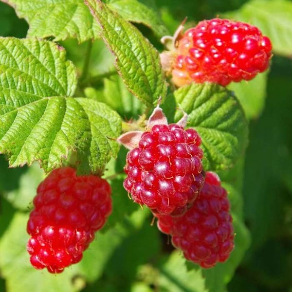 Taybär - Set med 3 - Rubus 'Tayberry' - Höjd 25-40cm - d9cm