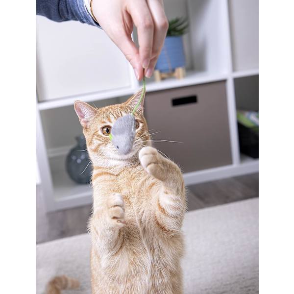 10 søte små plysj urte muse katt leker for katt kjæledyr