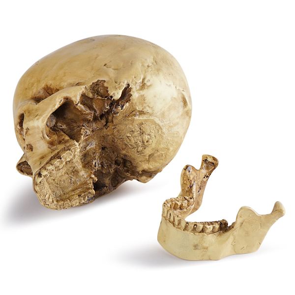 1:1 Lääketieteellinen kallohartsinen kallo Halloween-kallo koristeellinen kallo,