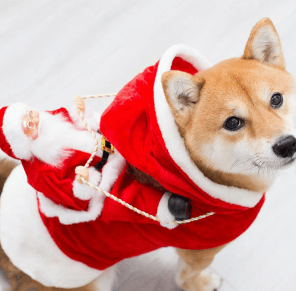 Julehunde Kostume Julemand Ridning Kæledyr Rollespil Medium La
