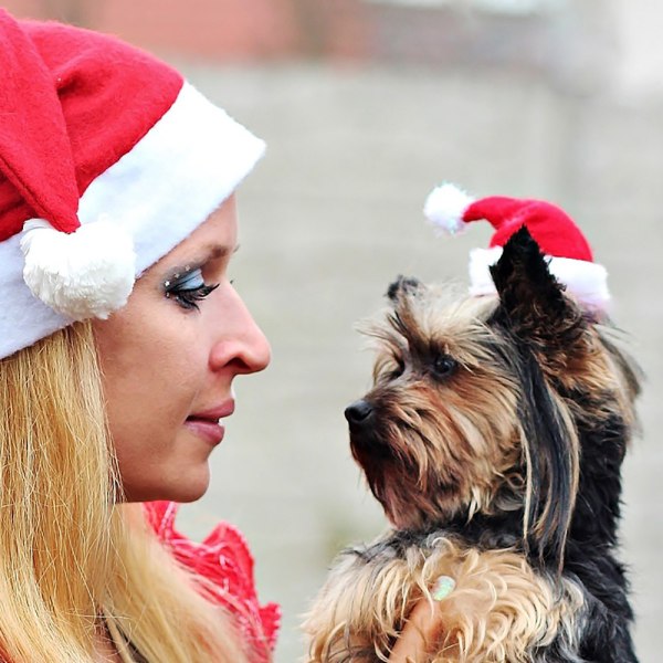 Julepynt til kæledyr, hatte til katte og hunde, hovedbeklædning til jul