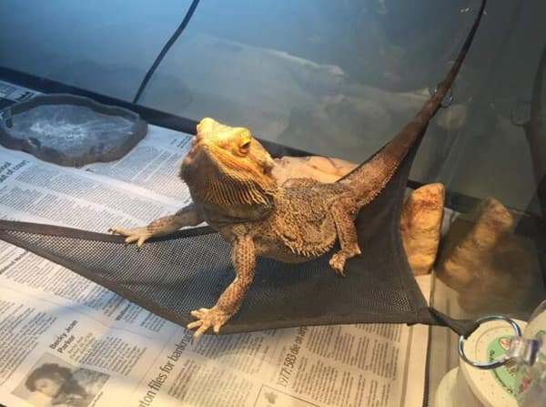 2 stk reptilhenger i mesh