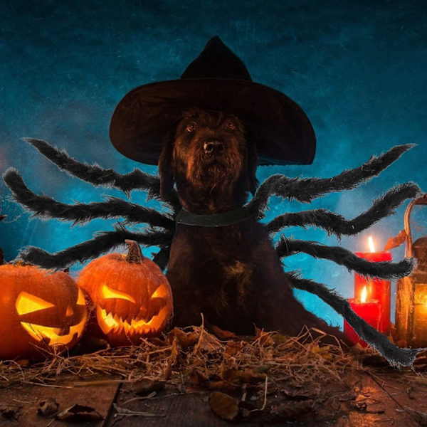Pet Hund Halloween Kostüm Spinne Sweatshirt Cosplay Kostüme Haustier