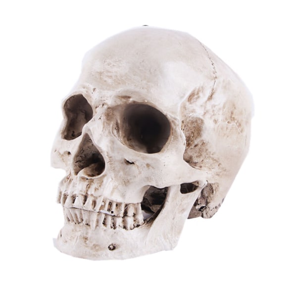 Anatomisk skallemodell - Realistiskt harts mänsklig skalle - naturlig storlek
