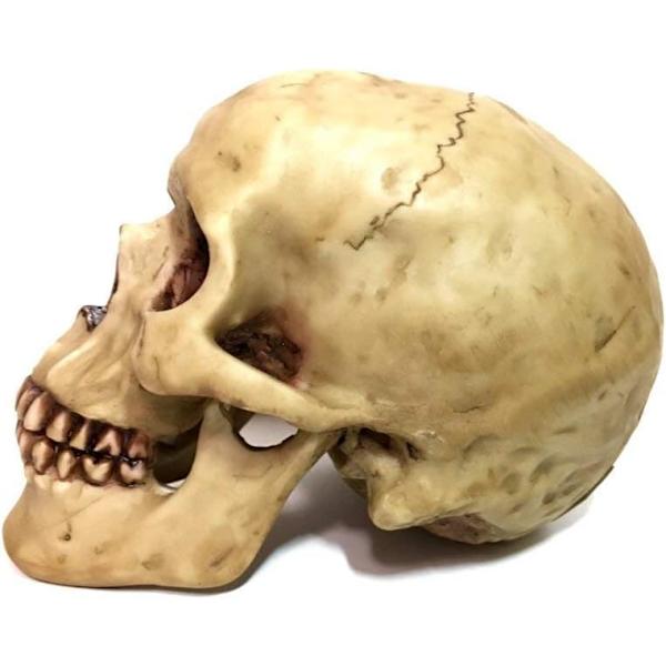 1:1 Medicinsk kranieharpiks kranie Halloween kranie dekorativ kranie,