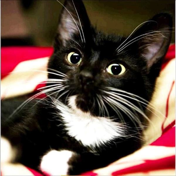 5D DIY Diamantmalerisett, Svart Katt Voksen Diamantmaleri Fu