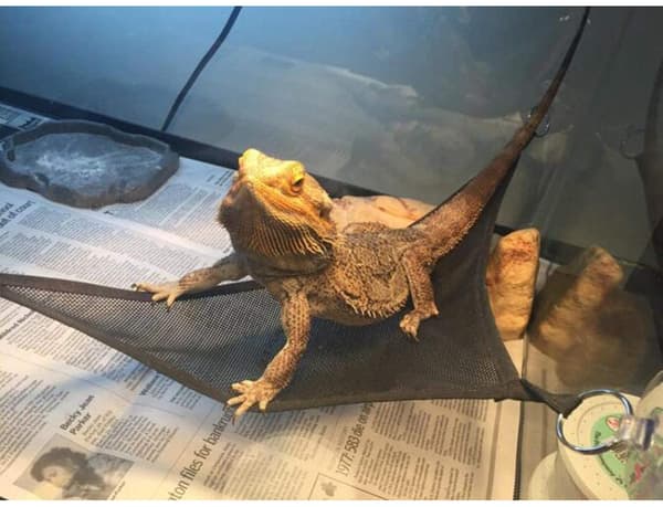 2 st skäggagamhammock set 2 reptilhammock solstol för G