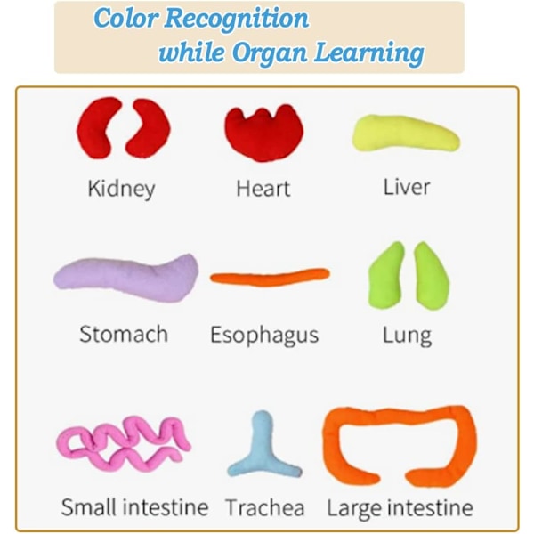 Anatomiske leker, tidlig utdanning organer plysjleker, student Scie