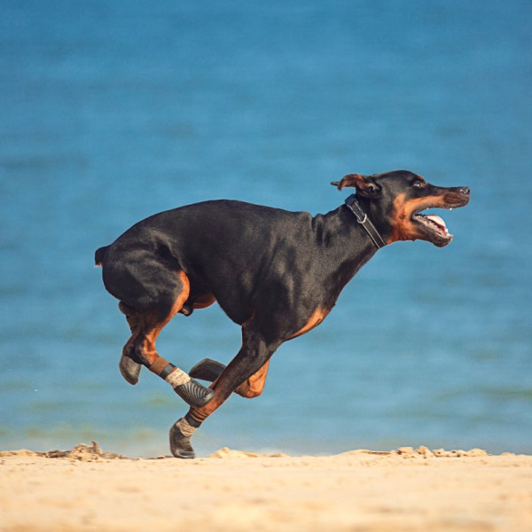 Skyddande hundskor, 4-pack andningsbara hundskor med reflektion