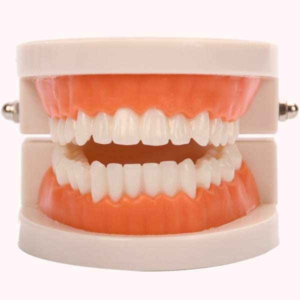 Dental Standard Model, 1 st Dental Teaching Models for Clinical