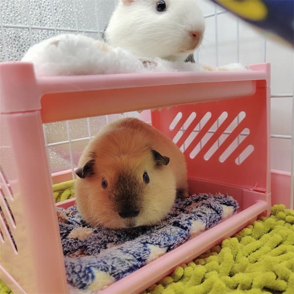 Marsvin køyeseng, marsvin gjemmested, hamster seng til